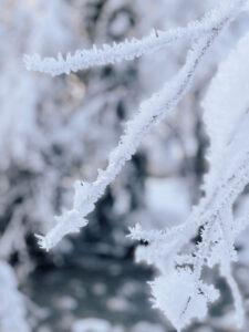 Winterlandschaft-Schnee-Winter-Wonderland-Eiskristalle-gefrorener-Zweig-living.elements